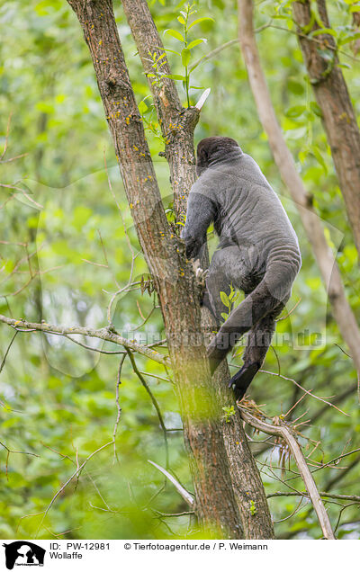 Wollaffe / woolly monkey / PW-12981