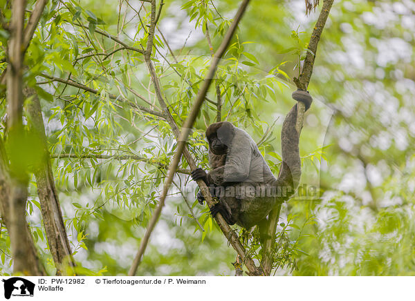 Wollaffe / woolly monkey / PW-12982