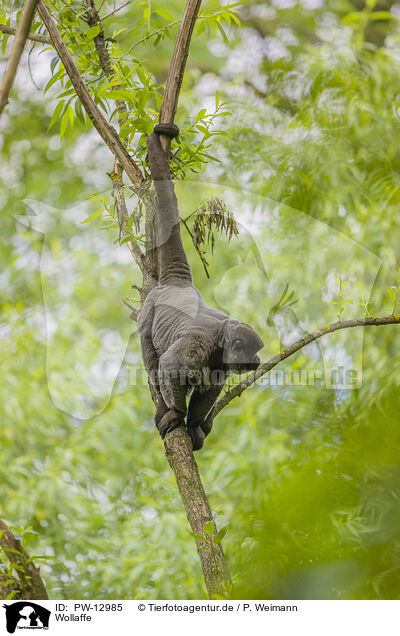 Wollaffe / woolly monkey / PW-12985