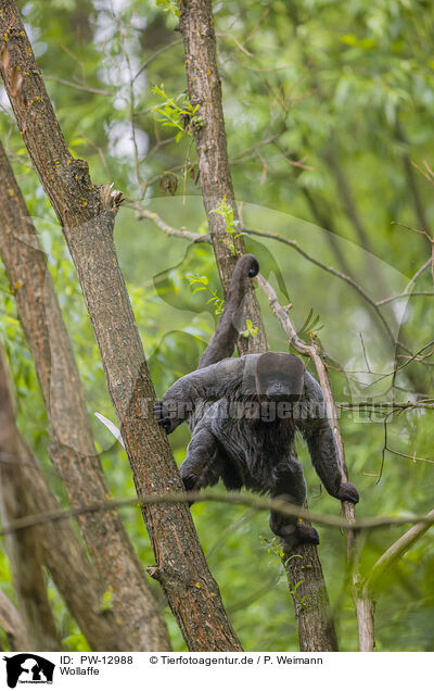 Wollaffe / woolly monkey / PW-12988