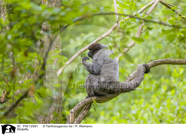 Wollaffe / woolly monkey / PW-12991