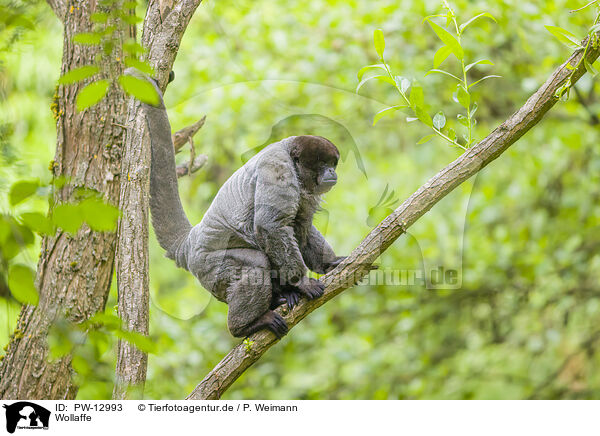 Wollaffe / woolly monkey / PW-12993