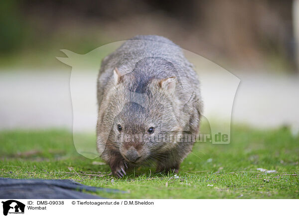 Wombat / Wombat / DMS-09038