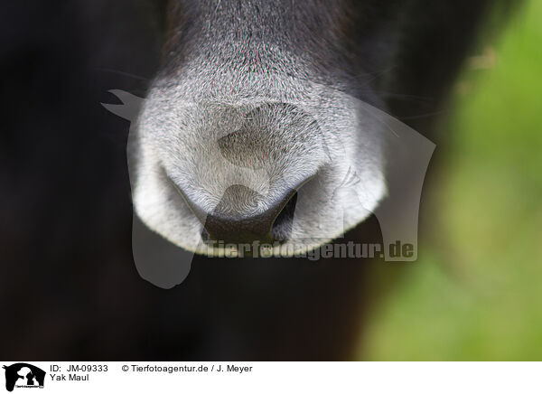 Yak Maul / Yak mouth / JM-09333