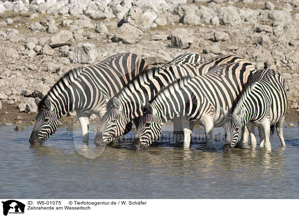 Zebraherde am Wasserloch / WS-01075