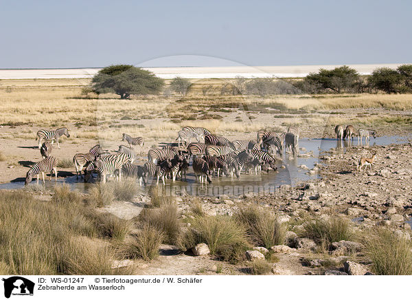 Zebraherde am Wasserloch / Zebras / WS-01247