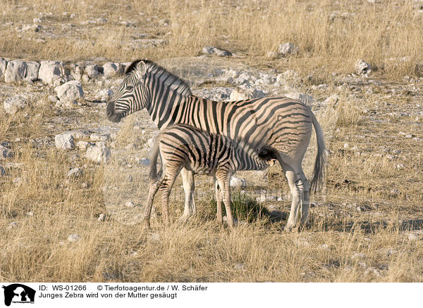Junges Zebra wird von der Mutter gesugt / WS-01266