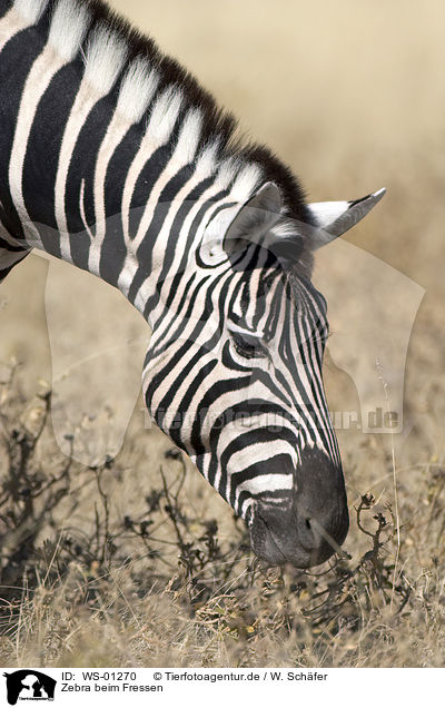 Zebra beim Fressen / WS-01270