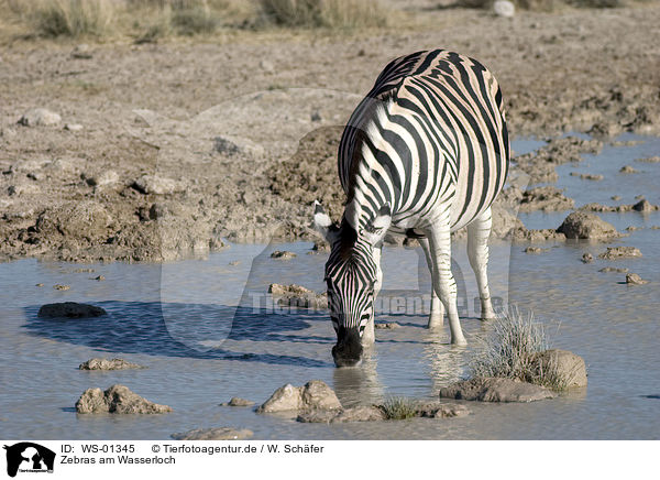 Zebras am Wasserloch / drinking zebra / WS-01345