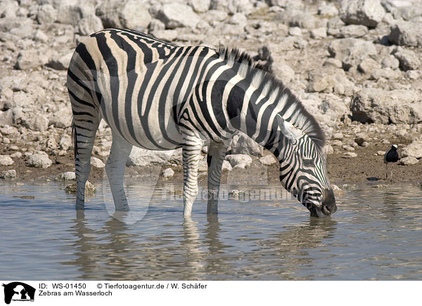 Zebras am Wasserloch / drinking zebra / WS-01450