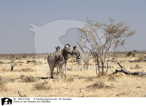 Zebra in der Steppe von Namibia / Zebra / WS-01456