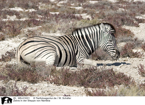 Zebra in der Steppe von Namibia / WS-01631