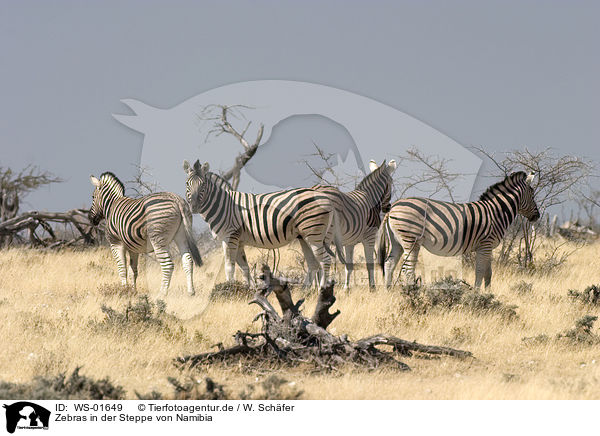 Zebras in der Steppe von Namibia / Zebra / WS-01649