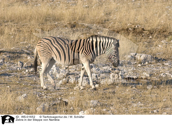 Zebra in der Steppe von Namibia / Zebra / WS-01652