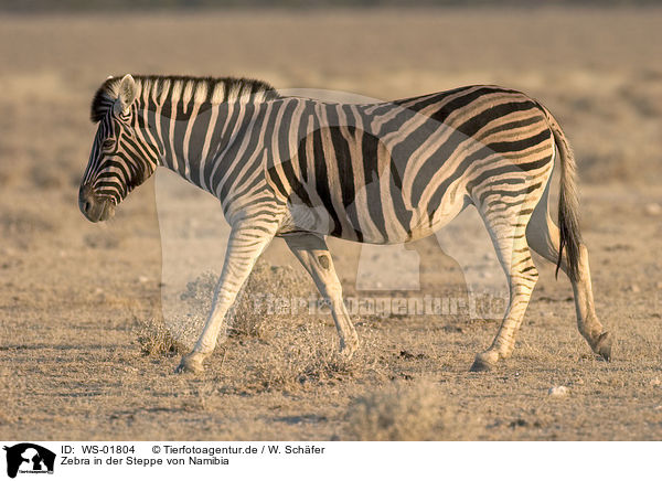 Zebra in der Steppe von Namibia / Zebra / WS-01804