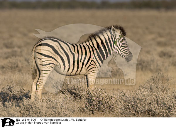 Zebra in der Steppe von Namibia / Zebra / WS-01806