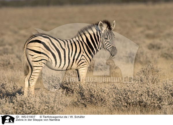 Zebra in der Steppe von Namibia / Zebra / WS-01807
