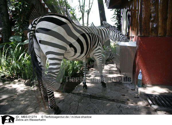 Zebra am Wasserhahn / zebra at water tap / MBS-01274
