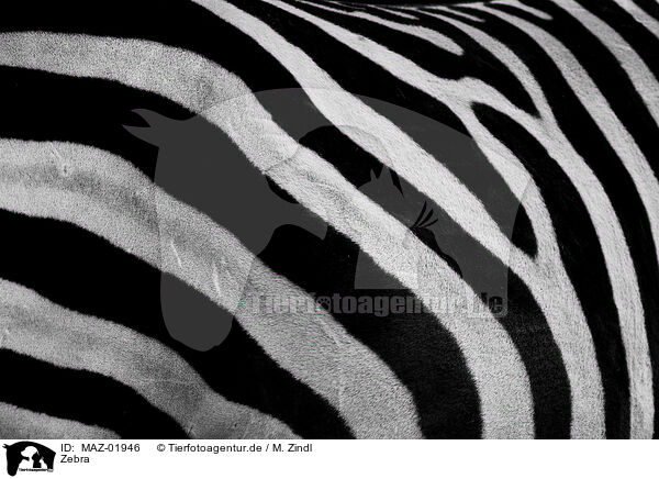 Zebra / zebra / MAZ-01946