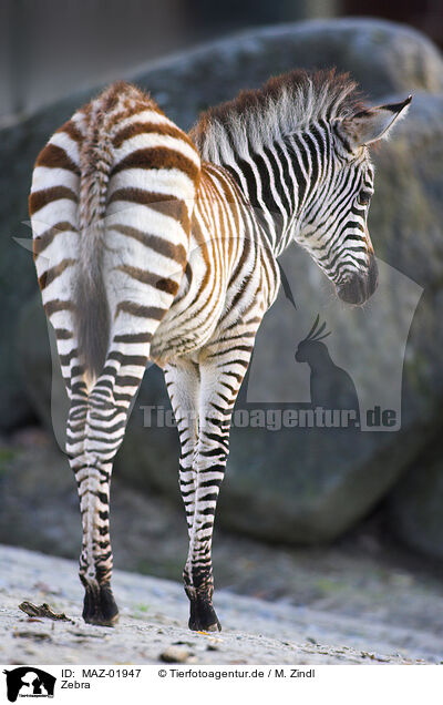 Zebra / zebra / MAZ-01947
