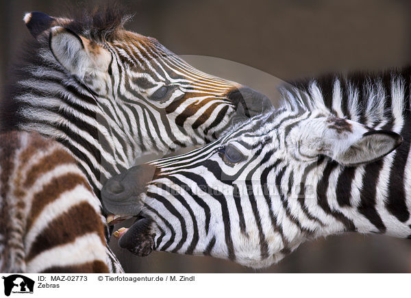 Zebras / Zebras / MAZ-02773