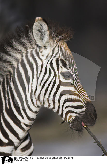 Zebrafohlen / zebra foal / MAZ-02776