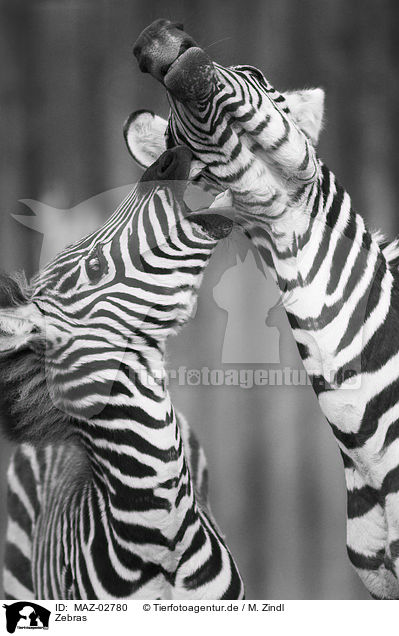 Zebras / Zebras / MAZ-02780