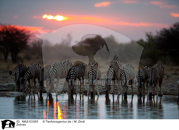 Zebras / Zebras / MAZ-03365