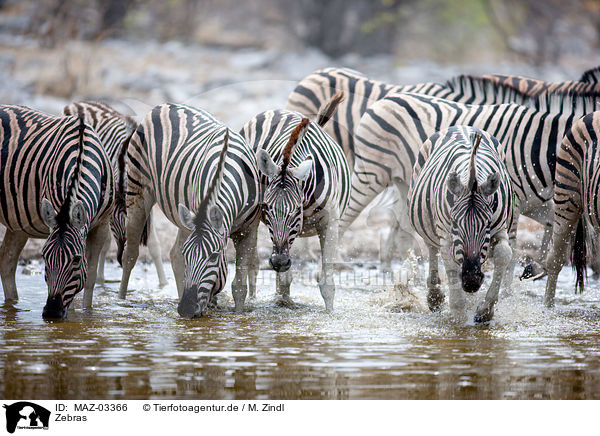 Zebras / Zebras / MAZ-03366