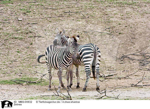 Zebras / MBS-04832
