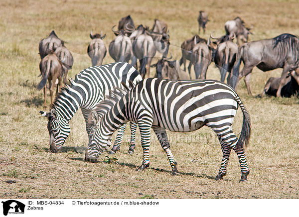 Zebras / MBS-04834