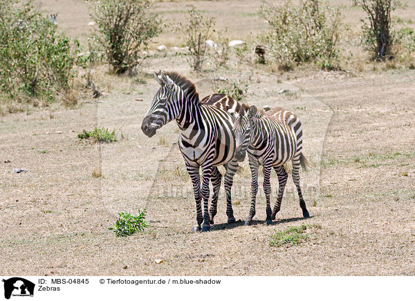 Zebras / Zebras / MBS-04845