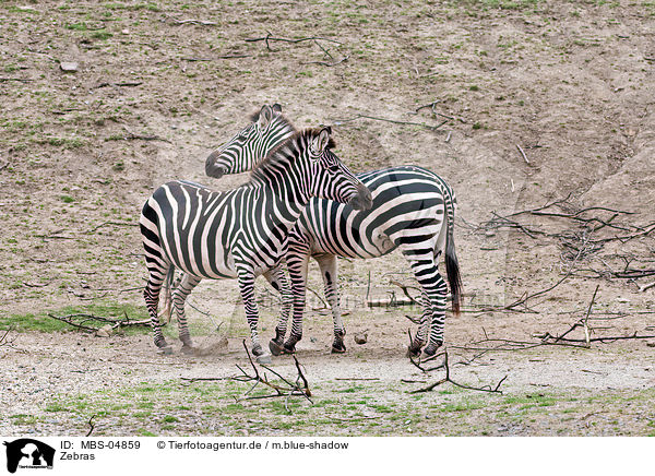 Zebras / Zebras / MBS-04859