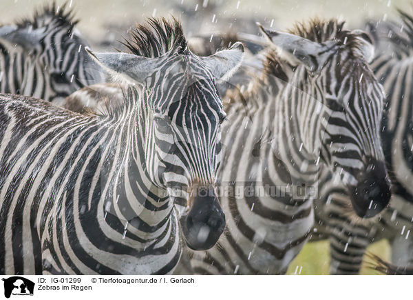 Zebras im Regen / Zebras in the rain / IG-01299