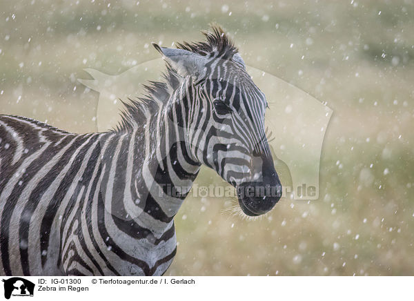 Zebra im Regen / IG-01300