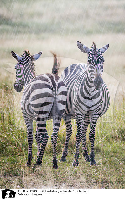 Zebras im Regen / Zebras in the rain / IG-01303