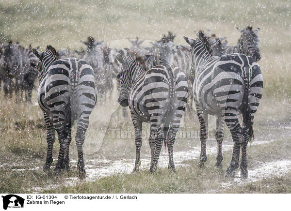 Zebras im Regen / Zebras in the rain / IG-01304