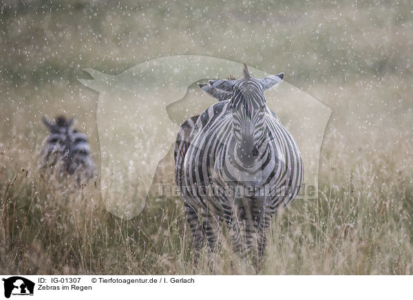 Zebras im Regen / Zebras in the rain / IG-01307