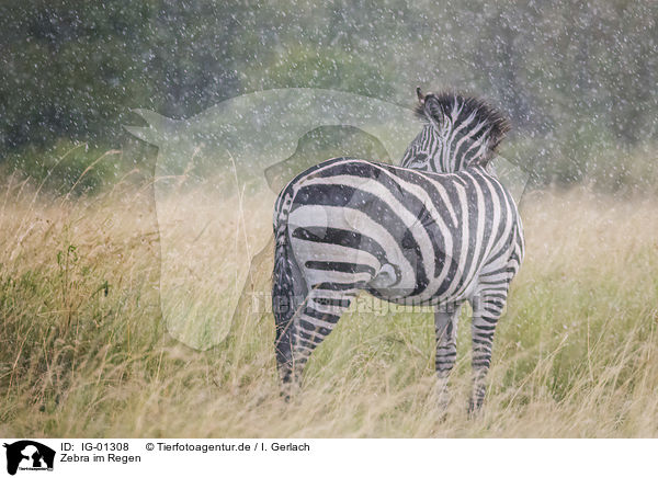 Zebra im Regen / IG-01308