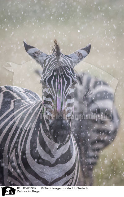 Zebras im Regen / Zebras in the rain / IG-01309