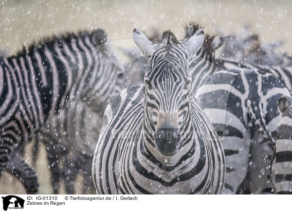 Zebras im Regen / Zebras in the rain / IG-01310