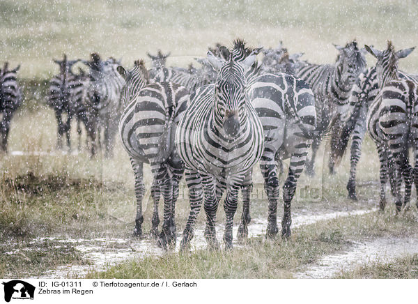 Zebras im Regen / IG-01311