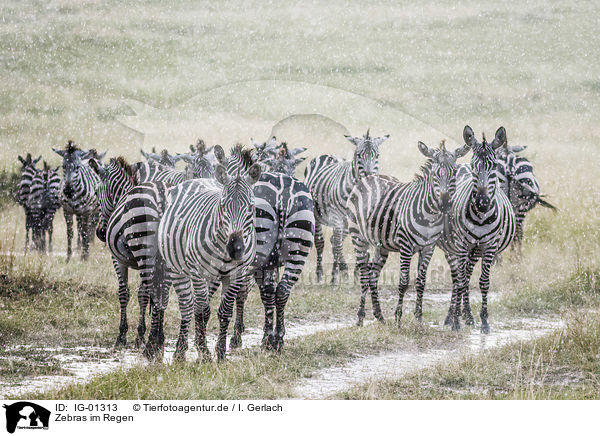 Zebras im Regen / IG-01313