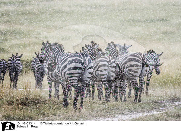 Zebras im Regen / Zebras in the rain / IG-01314