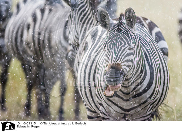 Zebras im Regen / Zebras in the rain / IG-01315