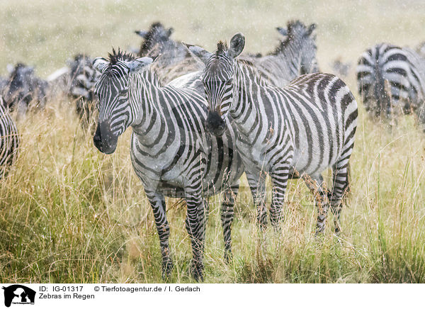 Zebras im Regen / Zebras in the rain / IG-01317
