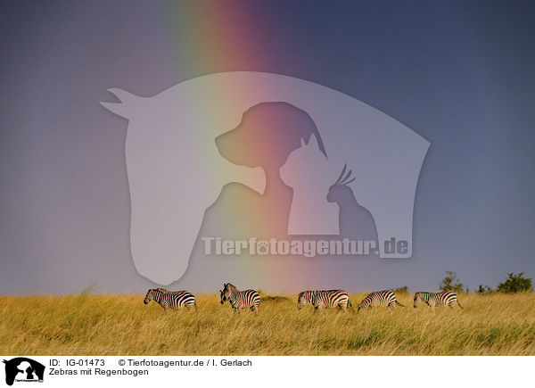 Zebras mit Regenbogen / IG-01473