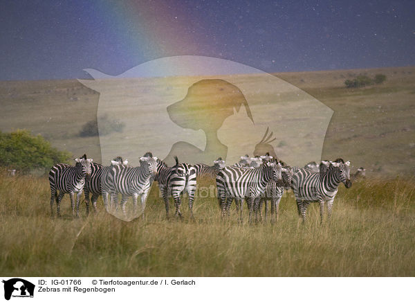 Zebras mit Regenbogen / IG-01766