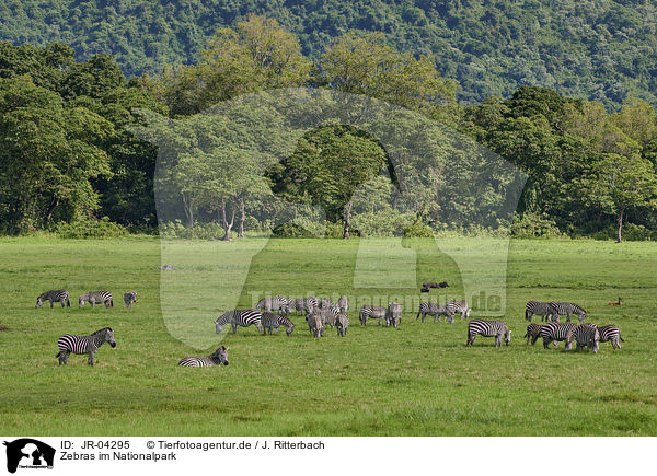 Zebras im Nationalpark / Zebras in the national park / JR-04295