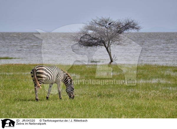 Zebra im Nationalpark / JR-04320